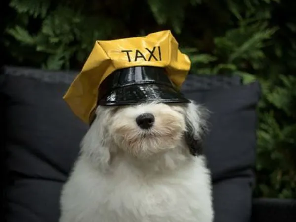 Táxi Dog